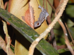 Cyrtodactylus majulah