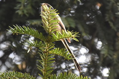 Aegithalos caudatus