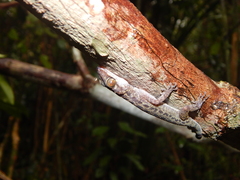 Cyrtodactylus majulah
