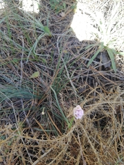 Armeria macrophylla