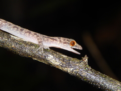 Cyrtodactylus majulah