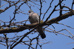 Columba palumbus