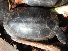 Orlitia borneensis