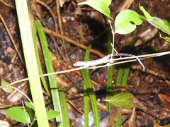 Cyrtodactylus majulah