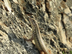 Leiocephalus barahonensis