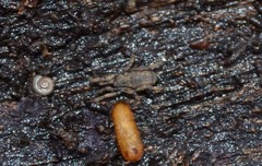 Anelasmocephalus cambridgei