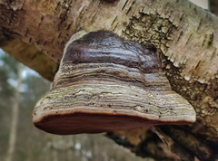 Fomes fomentarius