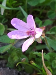 Erodium cicutarium
