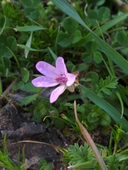 Erodium cicutarium