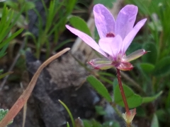 Erodium cicutarium