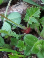 Erodium cicutarium