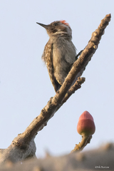 Chloropicus obsoletus