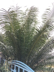 Cycas thouarsii