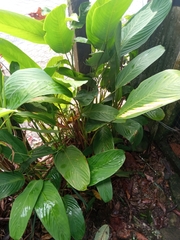 Stromanthe stromanthoides