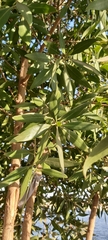 Conocarpus erectus