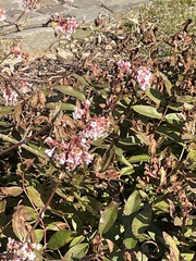 Apis mellifera