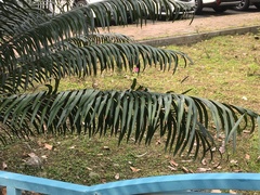 Cycas thouarsii