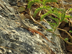 Leiocephalus barahonensis