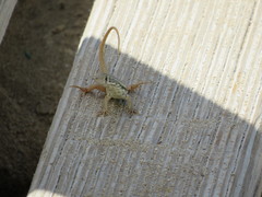 Leiocephalus barahonensis