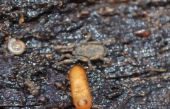 Anelasmocephalus cambridgei