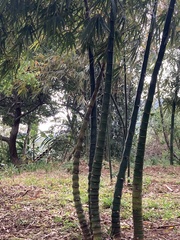 Bambusa tuldoides