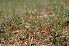 Sternbergia colchiciflora