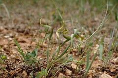 Sternbergia colchiciflora