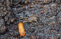 Anelasmocephalus cambridgei