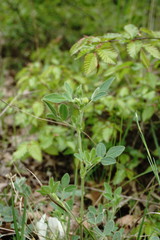 Medicago brachycarpa