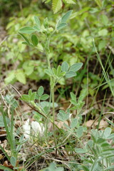 Medicago brachycarpa