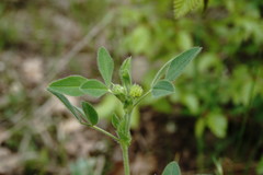 Medicago brachycarpa