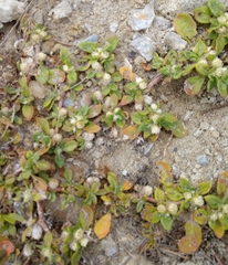 Blutaparon vermiculare