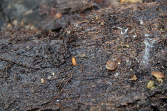 Anelasmocephalus cambridgei