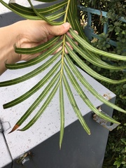 Cycas thouarsii