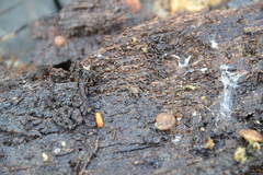 Anelasmocephalus cambridgei