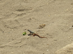 Leiocephalus barahonensis