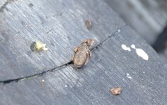 Anelasmocephalus cambridgei