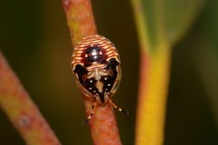 Anischys luteovarius