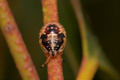 Anischys luteovarius