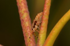 Anischys luteovarius