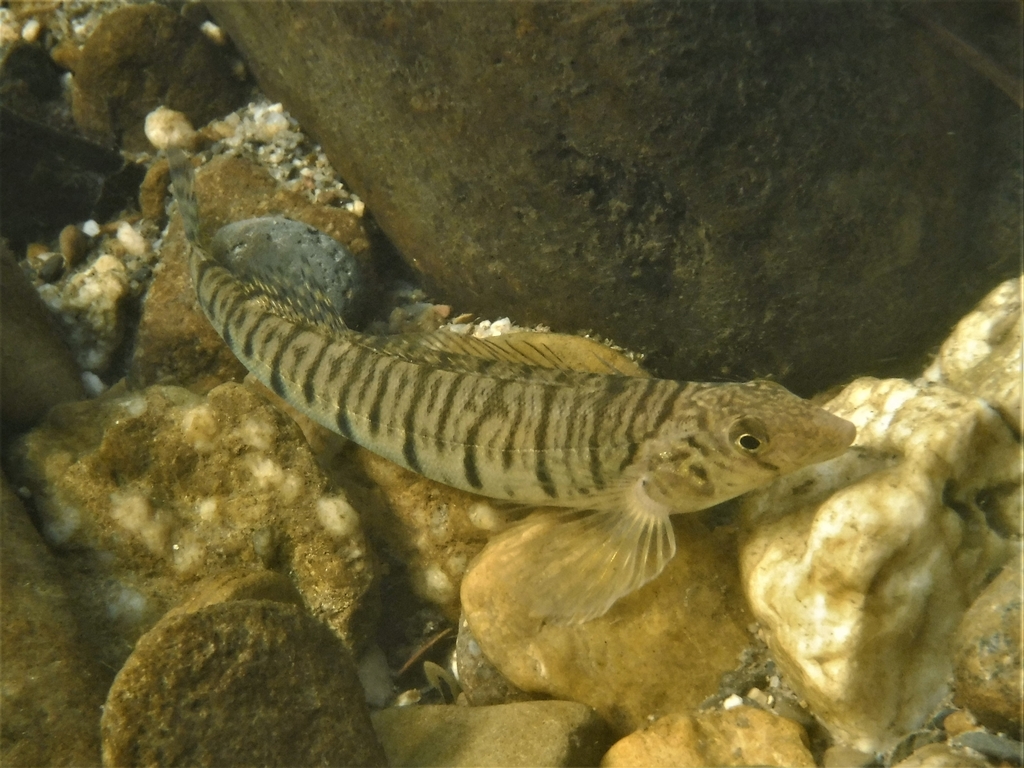 Conasauga Logperch
