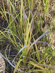 Image of Imperata cylindrica