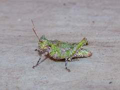 Ommexecha virens