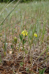 Trigonella spicata