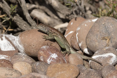 Liolaemus fitzingerii