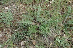 Centaurea salonitana