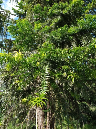 Araucariaceae image