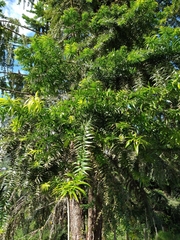 Image of Araucaria bidwillii