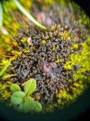 Lathagrium auriforme