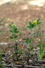 Medicago brachycarpa